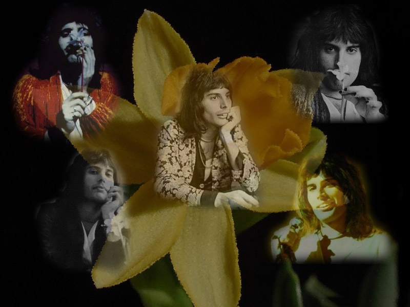 Wallpaper Freddie Mercury and Daffodils