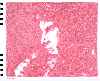 Freddie Mercury-Live at the Marquee-12-20-72
