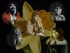 Wallpaper Freddie Mercury and Daffodils
