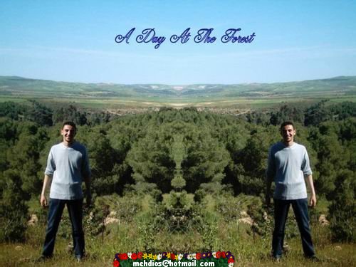 a day at the forest