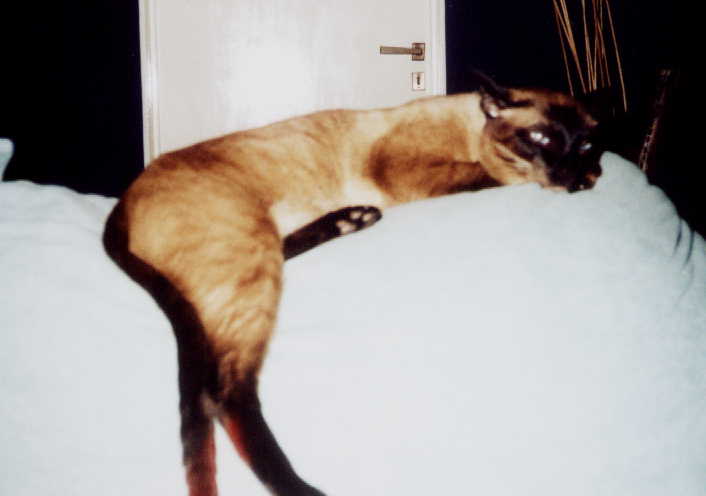 My Cat Miko