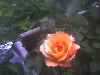 Freddie Mercury ros in my garden in Sweden