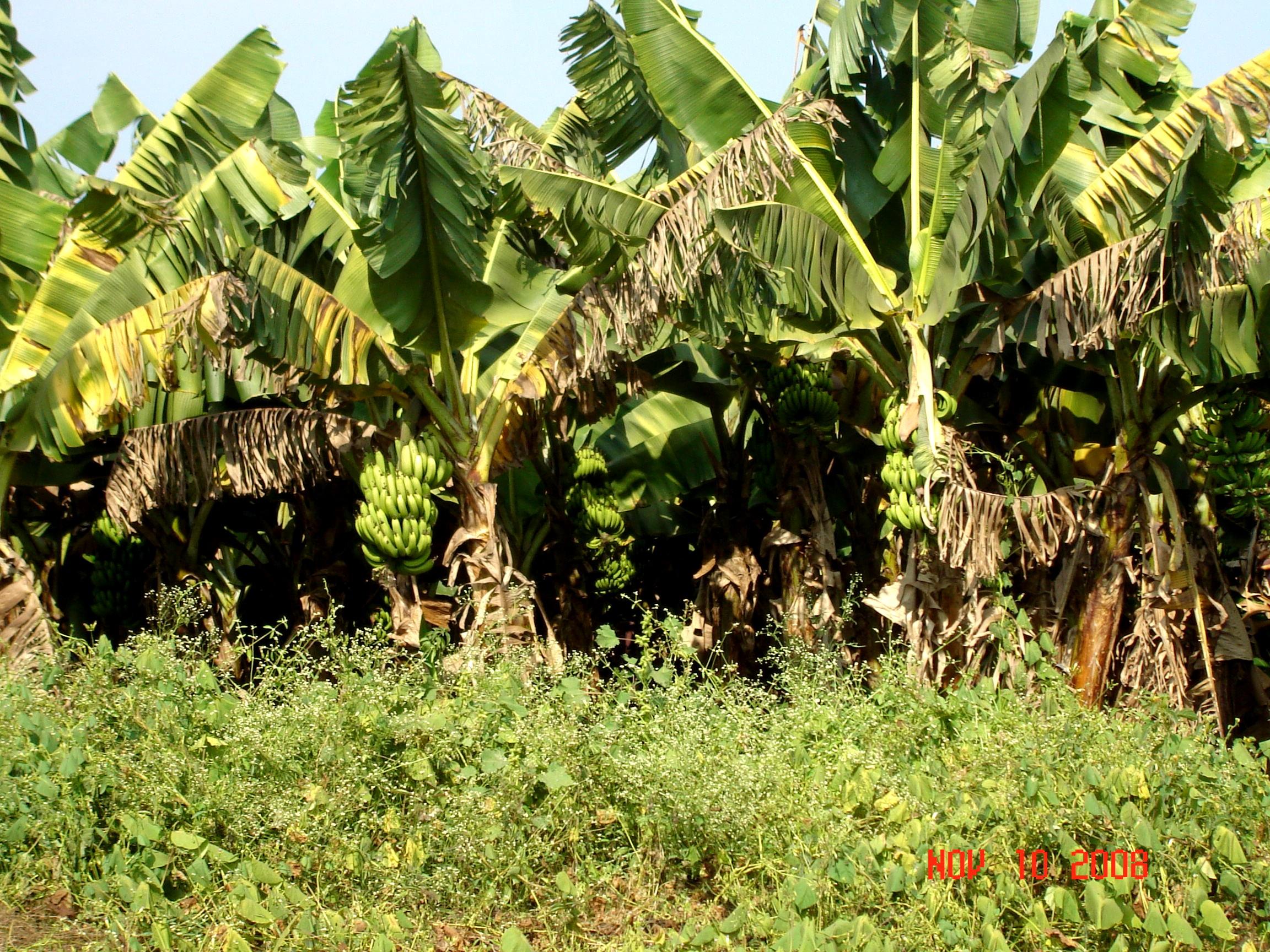 Panchgani goes bananas