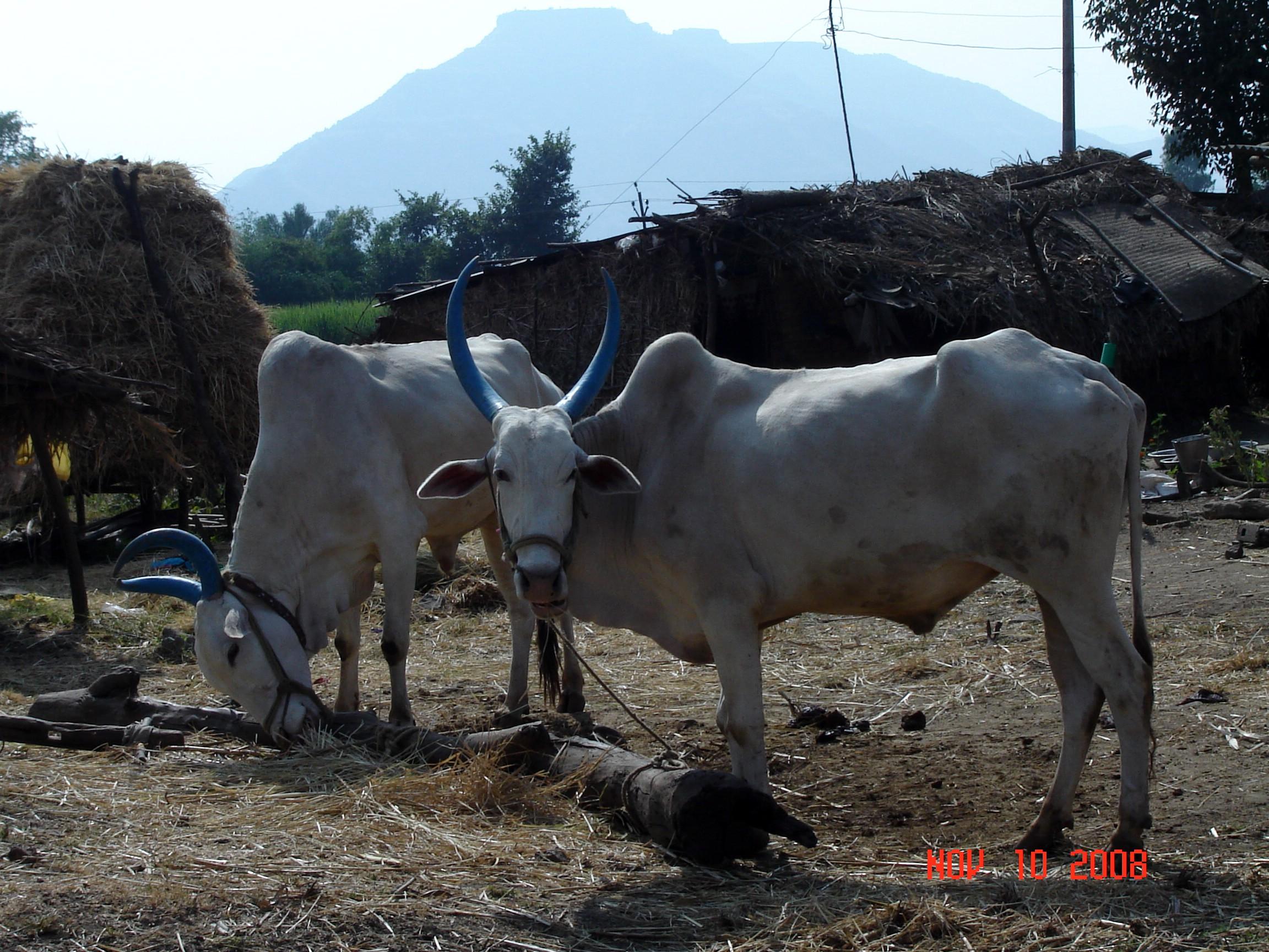 Panchgani Security