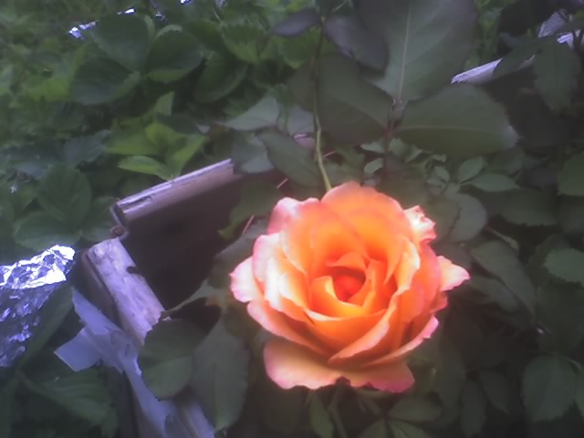 Freddie Mercury ros in my garden in Sweden