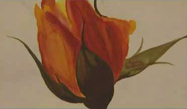 rose designed by freddie
