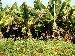 Panchgani goes bananas