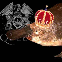 My icon. The platypus, and Queen.