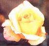 The Freddie Mercury rose