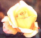 The Freddie Mercury rose